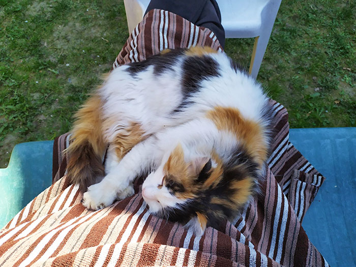 This Is Not Even My Cat. She Just Enters My Garden Every Day Cause She Likes To Come And Take A Nap On My Lap
