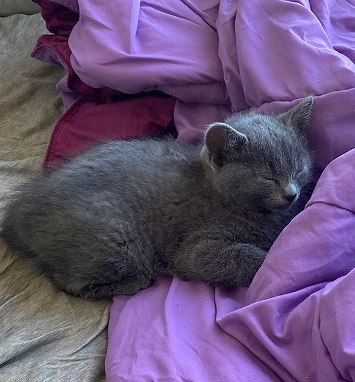 So This Is Mary Kate. She’s Just 8 Weeks. Came Home Today And Jumped On My Bed To Nap
