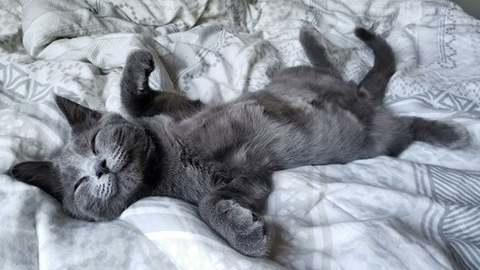 Blissful Cat Nap