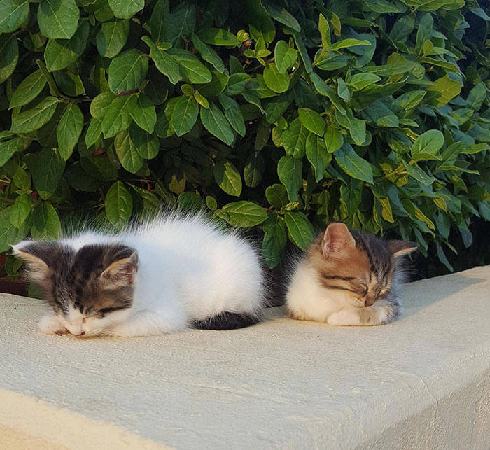 The Pair Of Kittens That Live In The Shrubbery Outside My Library, Napping In The Evening Sun