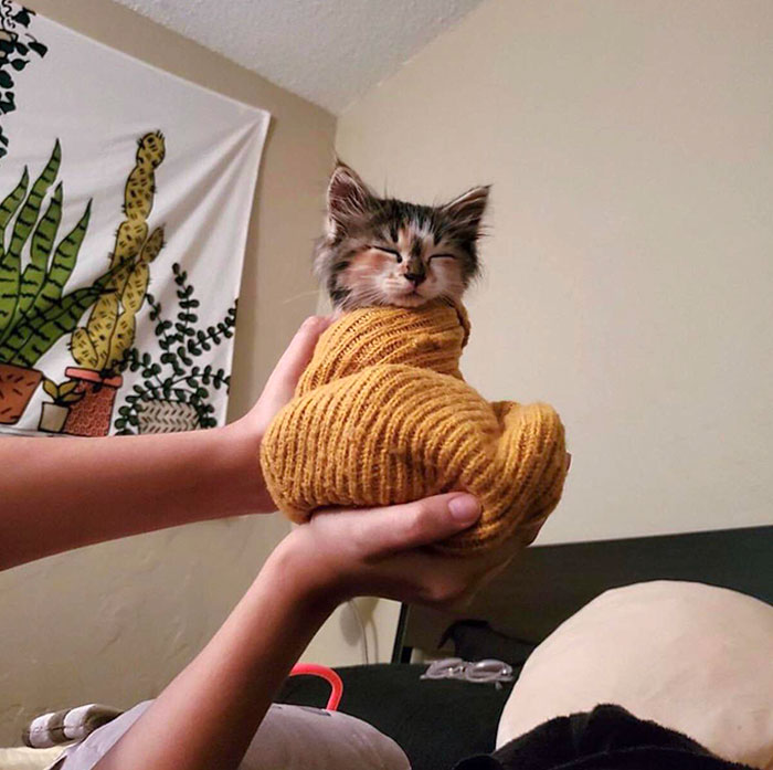 A Kitten Burrito