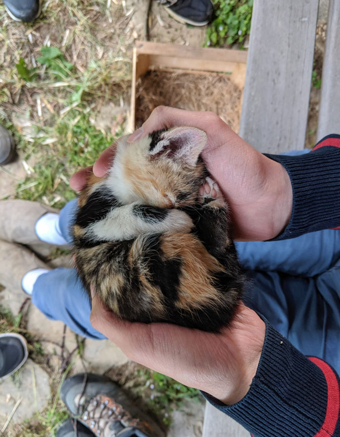 Cat From Nearby Farm Brought Her Kitten