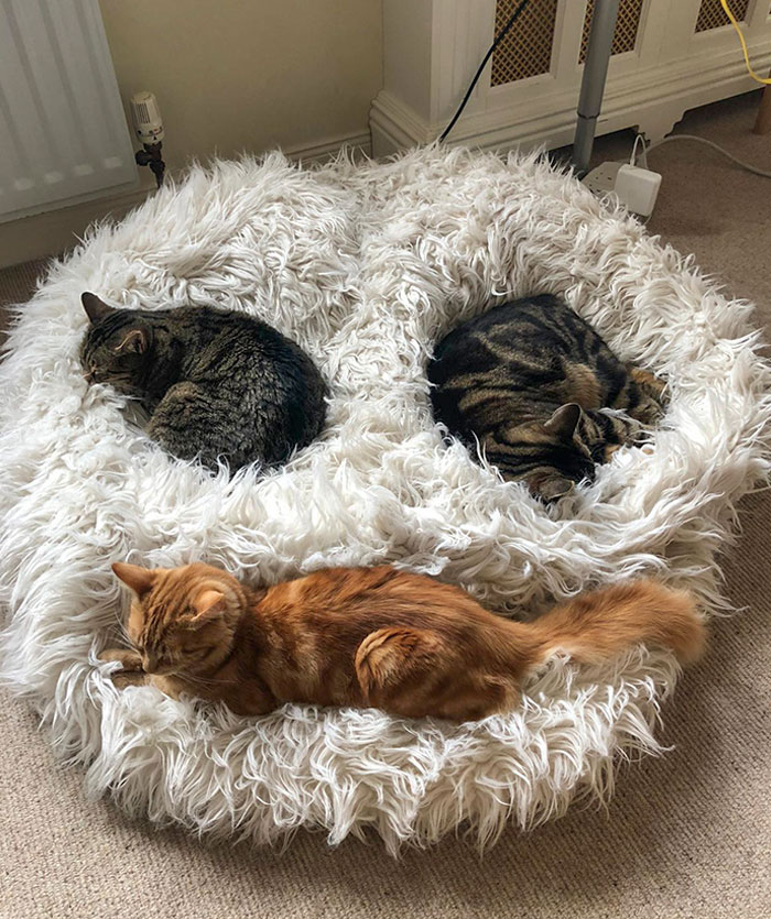 My Cats Formed A Smiley Face Today