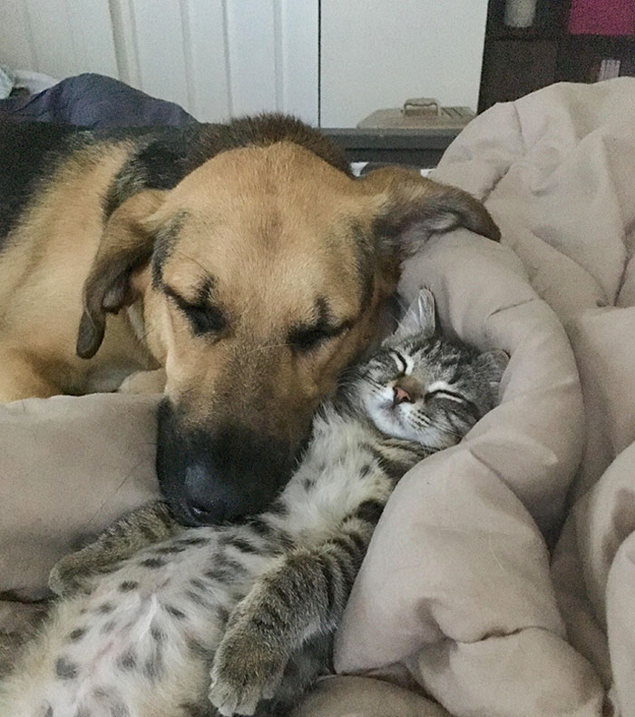 Got My Dog An Emotional Support Kitten, This Was Their First Week Together