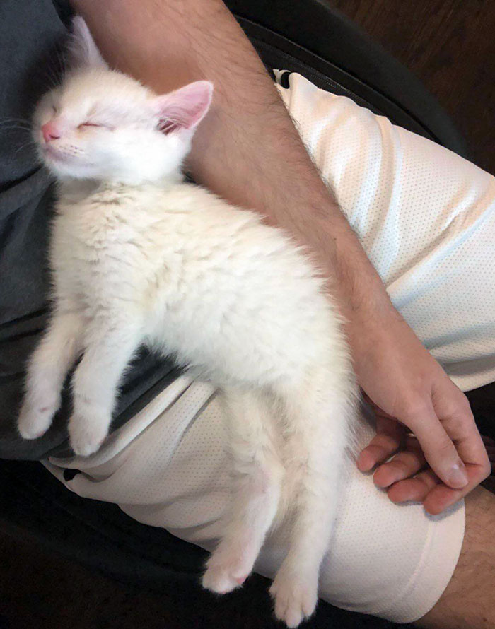 My Boyfriend’s Kitten The Night He Was Adopted. Meet Asparagus