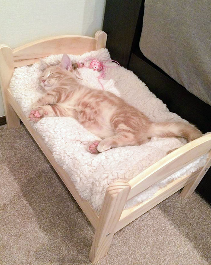 Sleepy Cat Has His Own Tiny Bed
