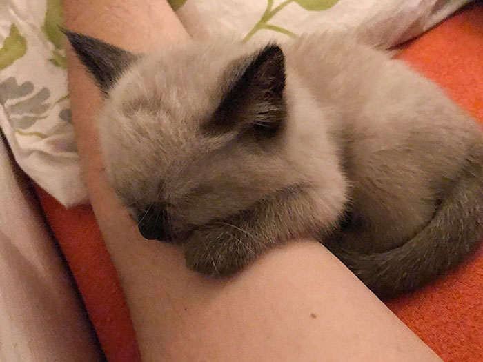 My New Kitten Finally Began To Like Me And Fell Asleep On My Arm. Can't Move Now