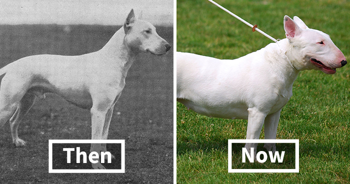 Here Are 18 Photos Showing Dog Breeds Today Vs. 100 Years Ago