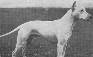 18 Fotos que muestran razas de perros hoy en día y hace 100 años