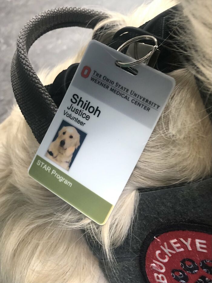 Hospital Hired A Dog Employee Whose Only Job Is To Go Around Saying Hi To Other Employees While They Work