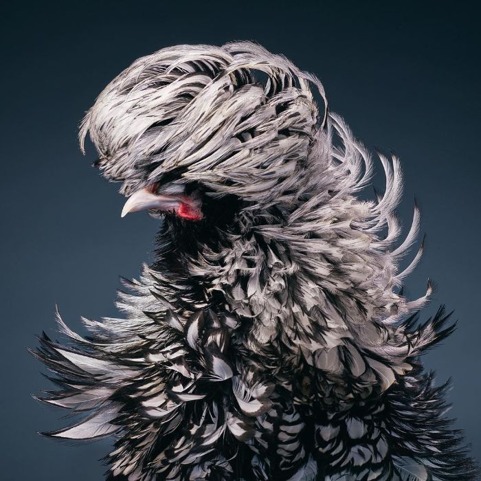 This Silver-Laced Rooster