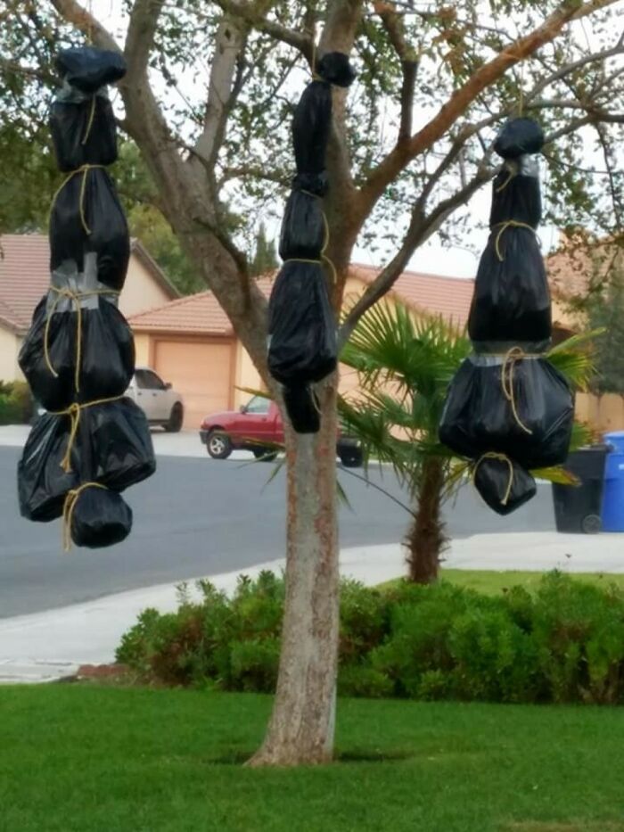 Sacos para corpos pendurados em uma árvore - decoração de halloween