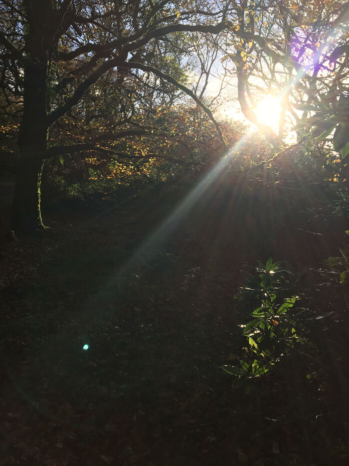I Took This Photograph On My I Phone 6 When I Was Out Walking My Dog In The Woods Up Where I Live. I Just Pointed And Pressed The Button , Nothing Else. I Just Got Lucky With The Light.
