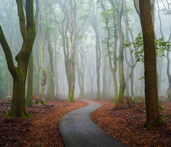 I Photographed Foggy Forest Roads And Paths In The Netherlands During Each Season (30 Pics)