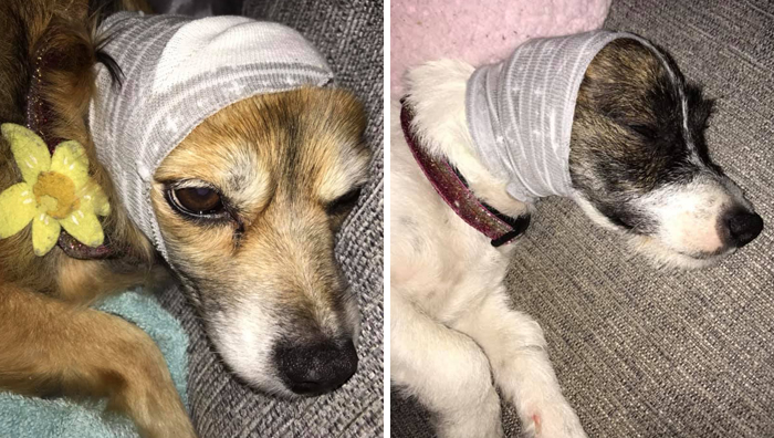 Here’s A Quick Life Hack To Calm Stressed Pets During Fireworks Using Just A Pair Of Socks