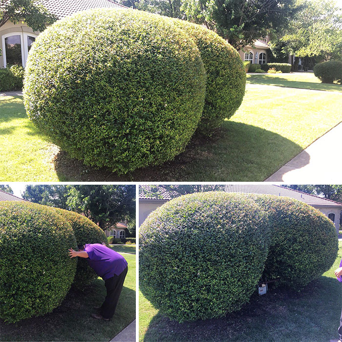 My Husband And I Found This Bush Outside Of A Therapy Clinic We Visited. I Think The Gardeners Knew Exactly What They Were Doing