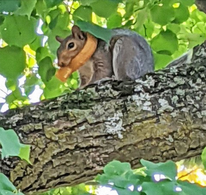 Squirrel Eating Onion Ring While Wearing It. Taken On An Upstate NY College Campus.