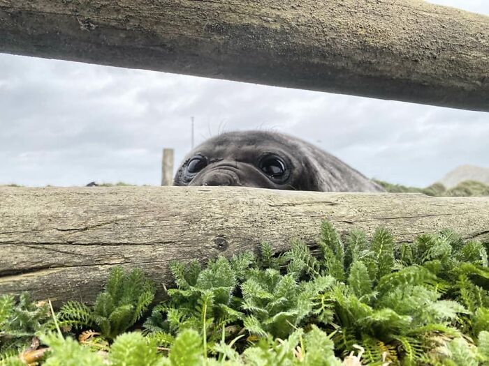Not A Penguin This Time At The Fence... But Equally Cute. Curious Elephant Seal Pup