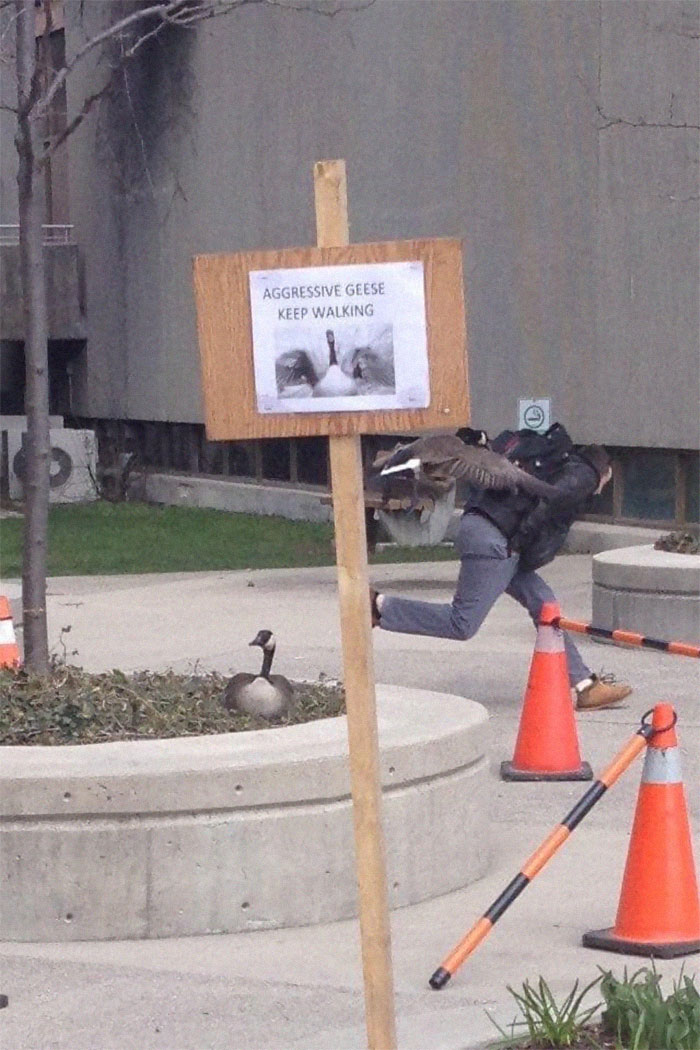 Aggressive Geese