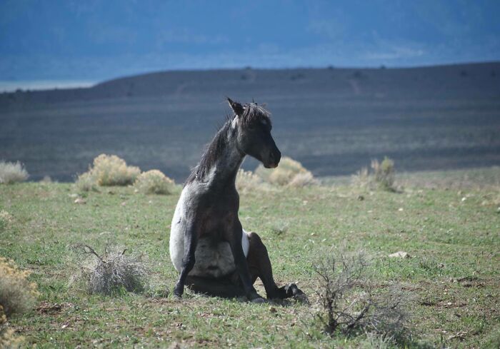 One Of The Majestic Wild Mustangs Of Western Nevada