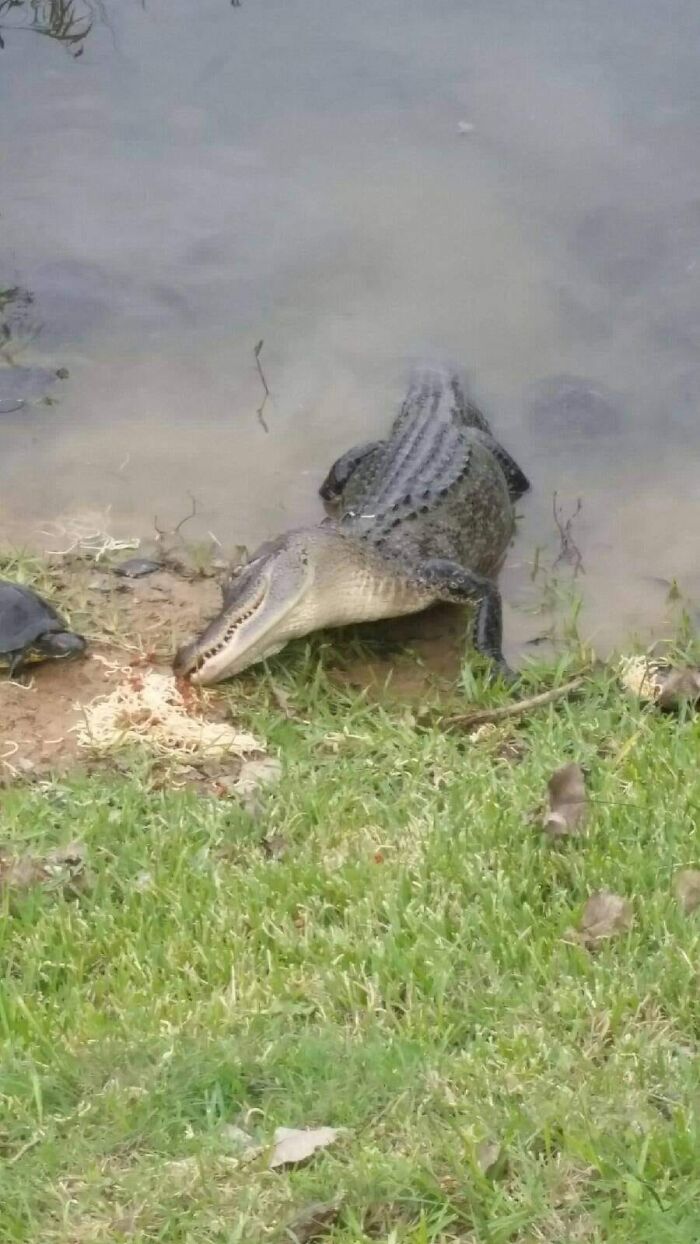 Just An Alligator And Turtle Eating Spaghetti Together. Yes They Had A Lady And The Tramp Moment. Mont Belvieu Texas