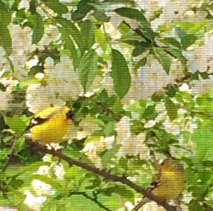 The Time I Took A Picture Of Two American Goldfinches Through A Window Screen And It Came Out Looking Like A Cross Stitch