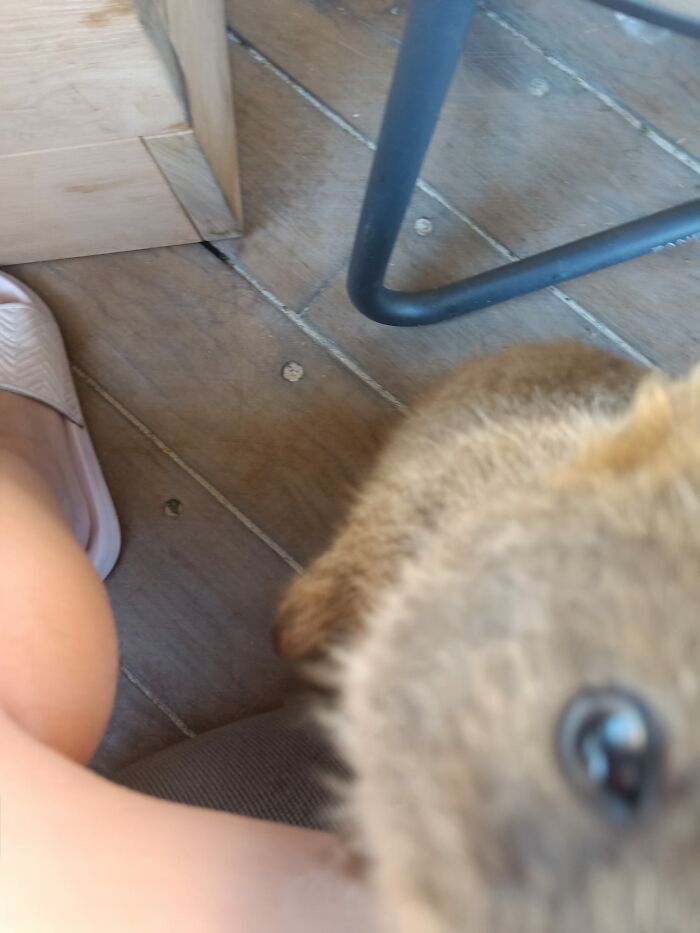This Quokka Wanted To See What I Was Eating
