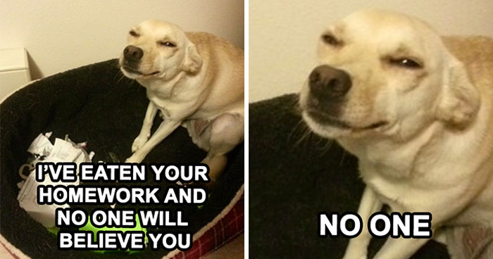 50 Of The Funniest Dog Memes Ever