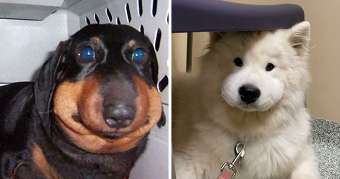 49 Good Puppers That Learned They Should Never Mess With Bees