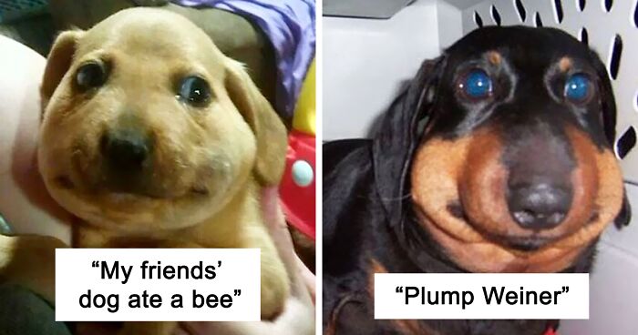 49 Good Puppers That Learned They Should Never Mess With Bees