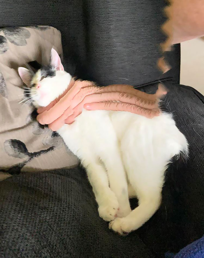 My Cat Has A Finger Scarf