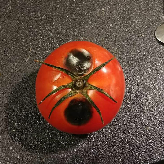 The Way This Tomato From My Garden Looks Like A Giant Ant Is Eating It