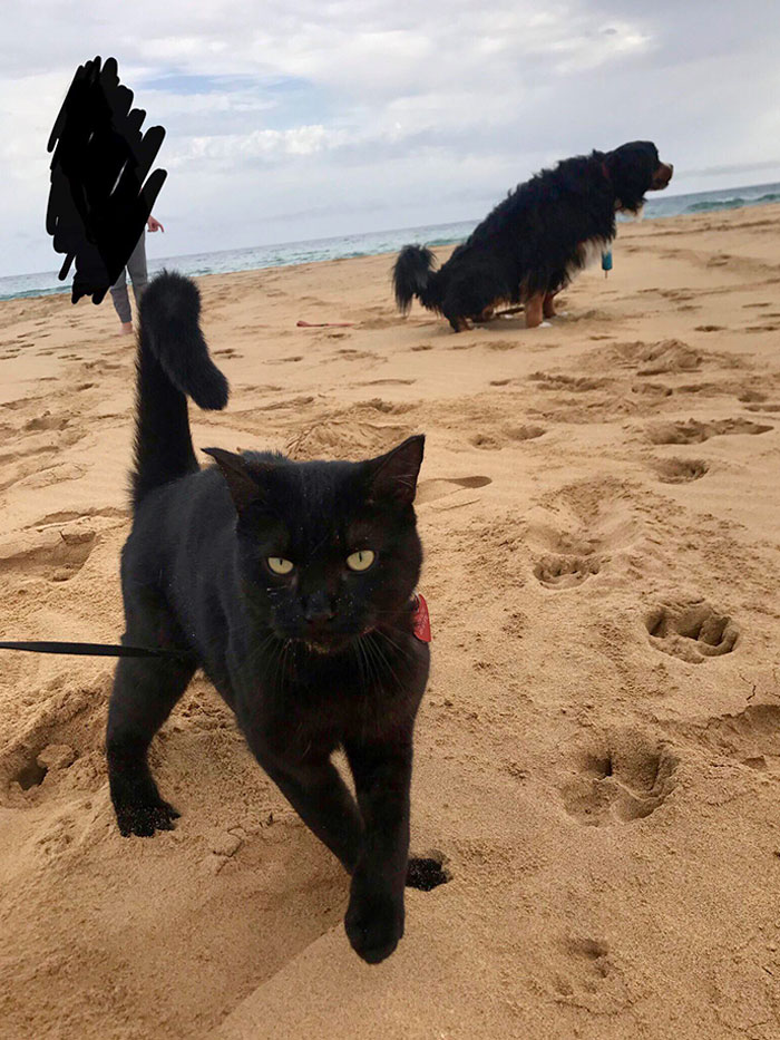 Taking A Pic Of My Cat At The Beach Felt Good Until