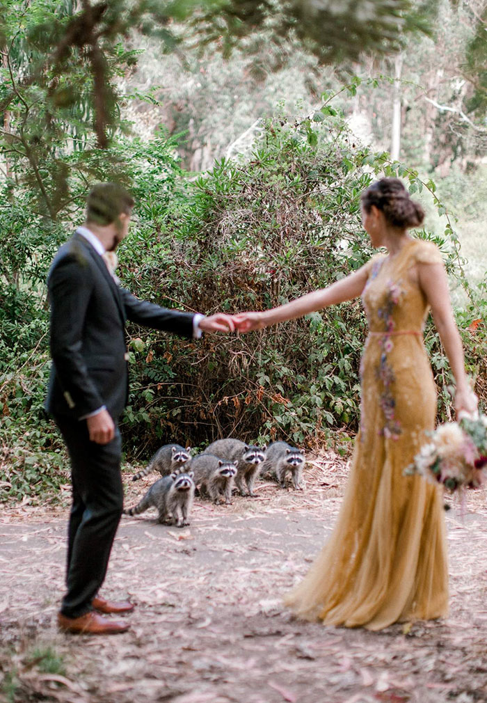 Nos hacíamos fotos de boda en el parque y nos visitó una familia de mapaches. Nos cotillearon un rato y luego siguieron su camino