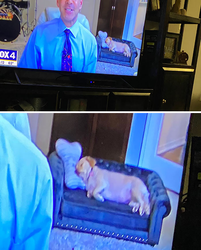 The Weatherman Had A Dog On A Small Dog Couch In A Background