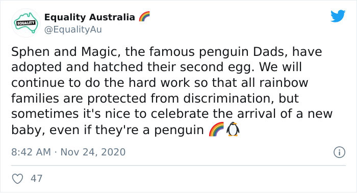 Incredibly Caring Gay Penguin Couple Hatch A Second Neglected Egg After The Zookeepers Notice Them Trying To Hatch A Rock