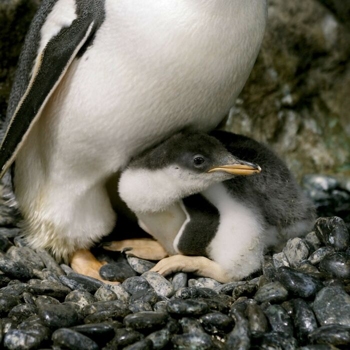 Incredibly Caring Gay Penguin Couple Hatch A Second Neglected Egg After The Zookeepers Notice Them Trying To Hatch A Rock