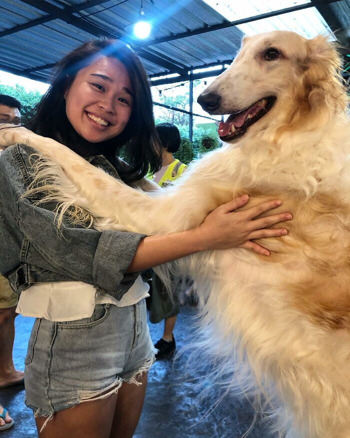 Huge Doggo