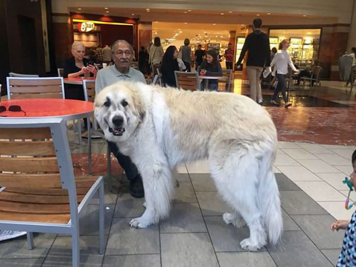 Saw This Huge Dog Today. On The Right, You Can See One Of His Li'l Owners