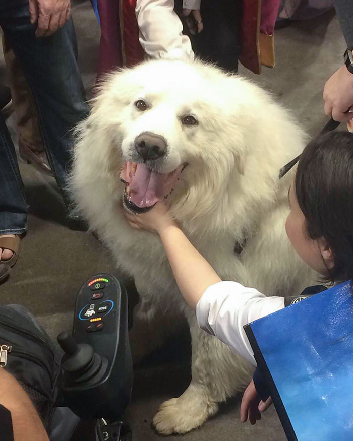 There Was A Giant Traffic Jam In The Walkways At The Expo. I Finally Found Out What Was Slowing Everyone Down. This Giant Bear Dog Was Getting Pets By Thousands Of People