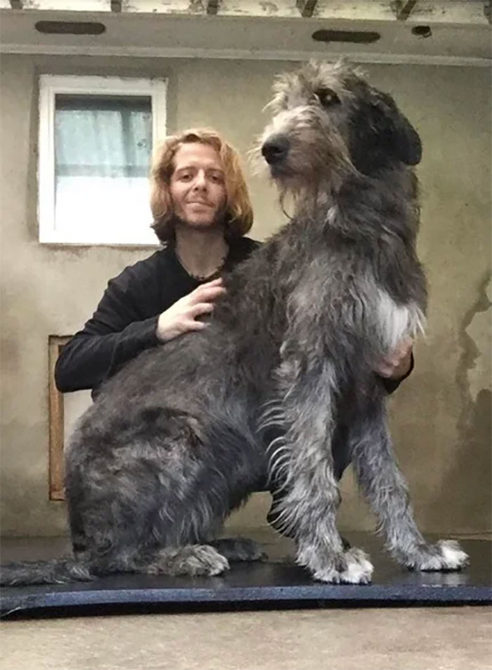 Gertie, An Irish Wolfhound, Is Such A Sweet Girl, But If She Wants You To Pet Her... You Better Pet Her