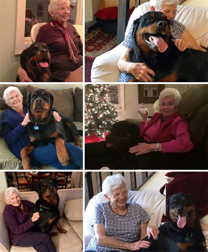“A Rottweiler? Well I Must Admit I Have Always Preferred Lap Dogs” Granny Before She Met Gus