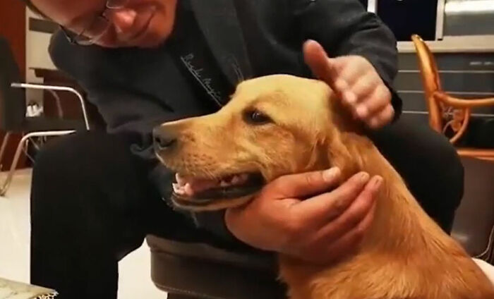 Golden Retriever Walks Over 62 Miles Over 2 Weeks To Find Her Owners