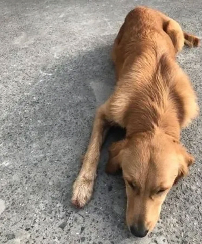 Golden Retriever Walks Over 62 Miles Over 2 Weeks To Find Her Owners