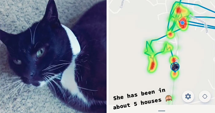 Owner Put A Tracker On Her Cat And Discovered She Has Been Visiting 5 Houses