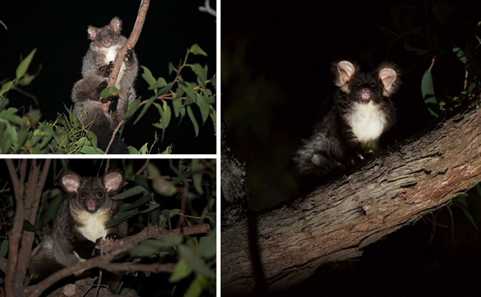 Turns Out, These Adorable Australian Greater Gliders That Can Glide Up To 100 Meters Are Actually 3 Different Species