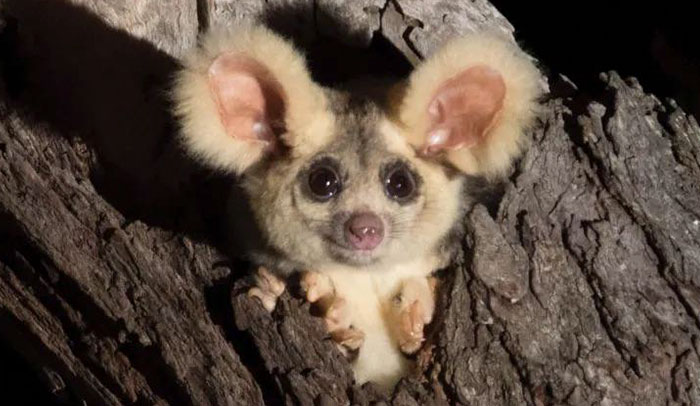 Turns Out, These Adorable Australian Greater Gliders That Can Glide Up To 100 Meters Are Actually 3 Different Species
