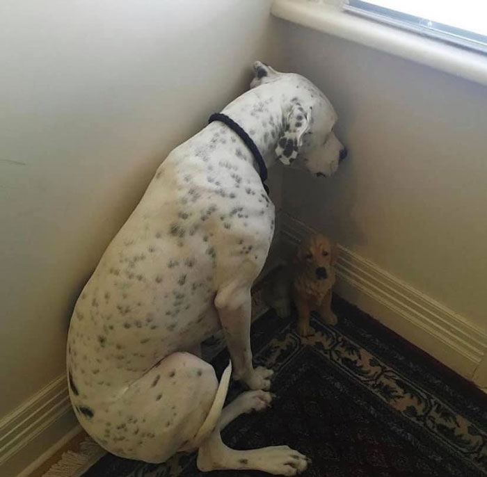 The 'Guilty Dog' Challenge Got People Competing About Whose Dog Is The Naughtiest (30 Pics)