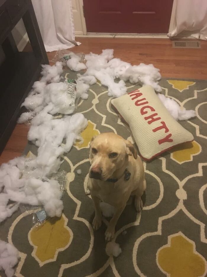 Guilty-Dog-Challenge