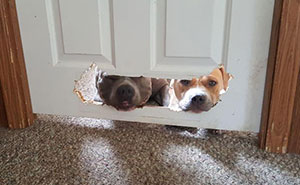 El desafío del "perro culpable" hace que los dueños compitan a ver quién tiene el perro más travieso (30 fotos)